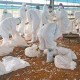 上海台湾人确诊，疫情下的两岸同胞互助与防疫挑战
