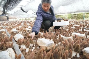 石家庄市疫情解除了吗？最新防控政策与市民生活指南