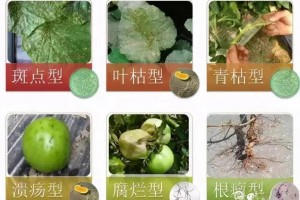 上海青疫病，识别、防治与科学管理全攻略