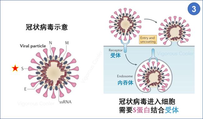 天津疫苗与北京疫苗对比，哪个更适合你？